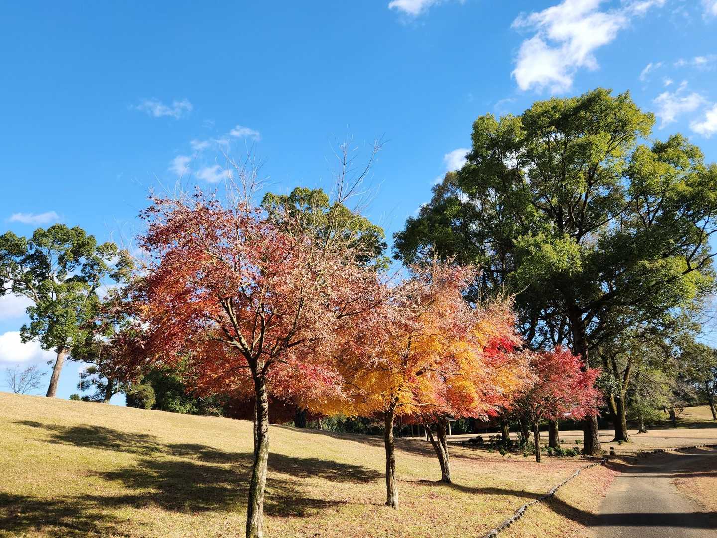 🍁終盤でしたが綺麗✨