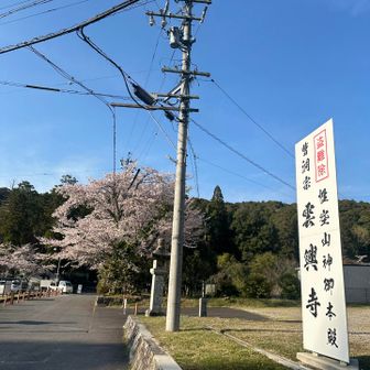 ３回目の雲興寺　桜満開🌸