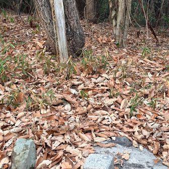 一度下った後のプチ登りの先で、本日最終ピークの小山を登頂！