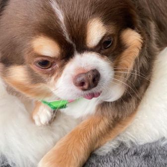 ユーザーチョコポポ