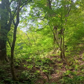 どちらかが樹齢800年のトチノキ
左かな