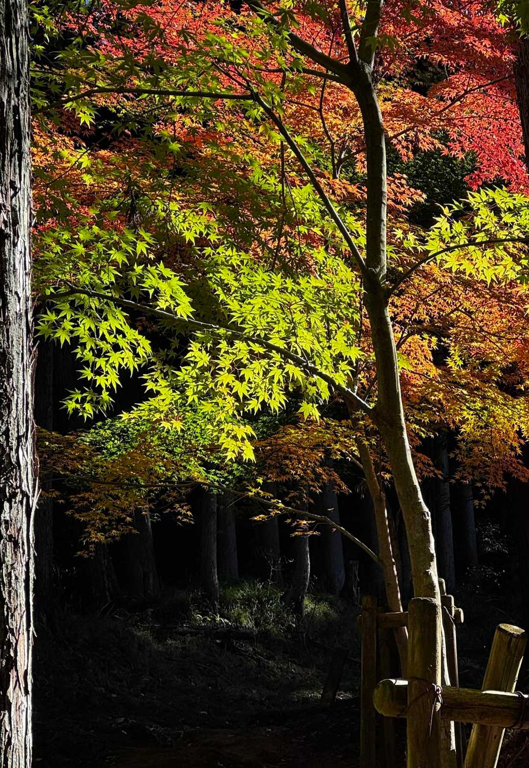 道は木影で暗いのですが、この紅葉だけ光が当たっていて、ハッとさせられる🍁