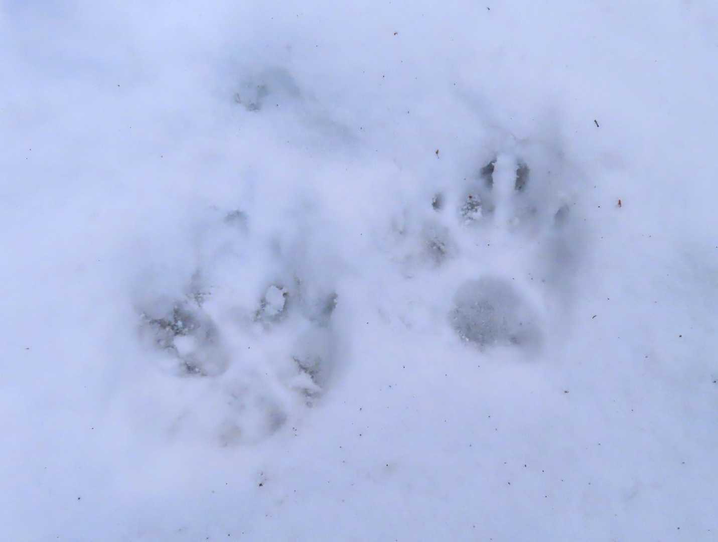 これは ワンコ🐕の足跡
🐶会えるかな
