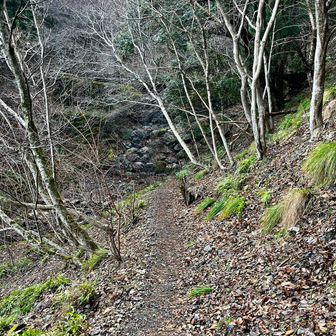 登山道らしくなった