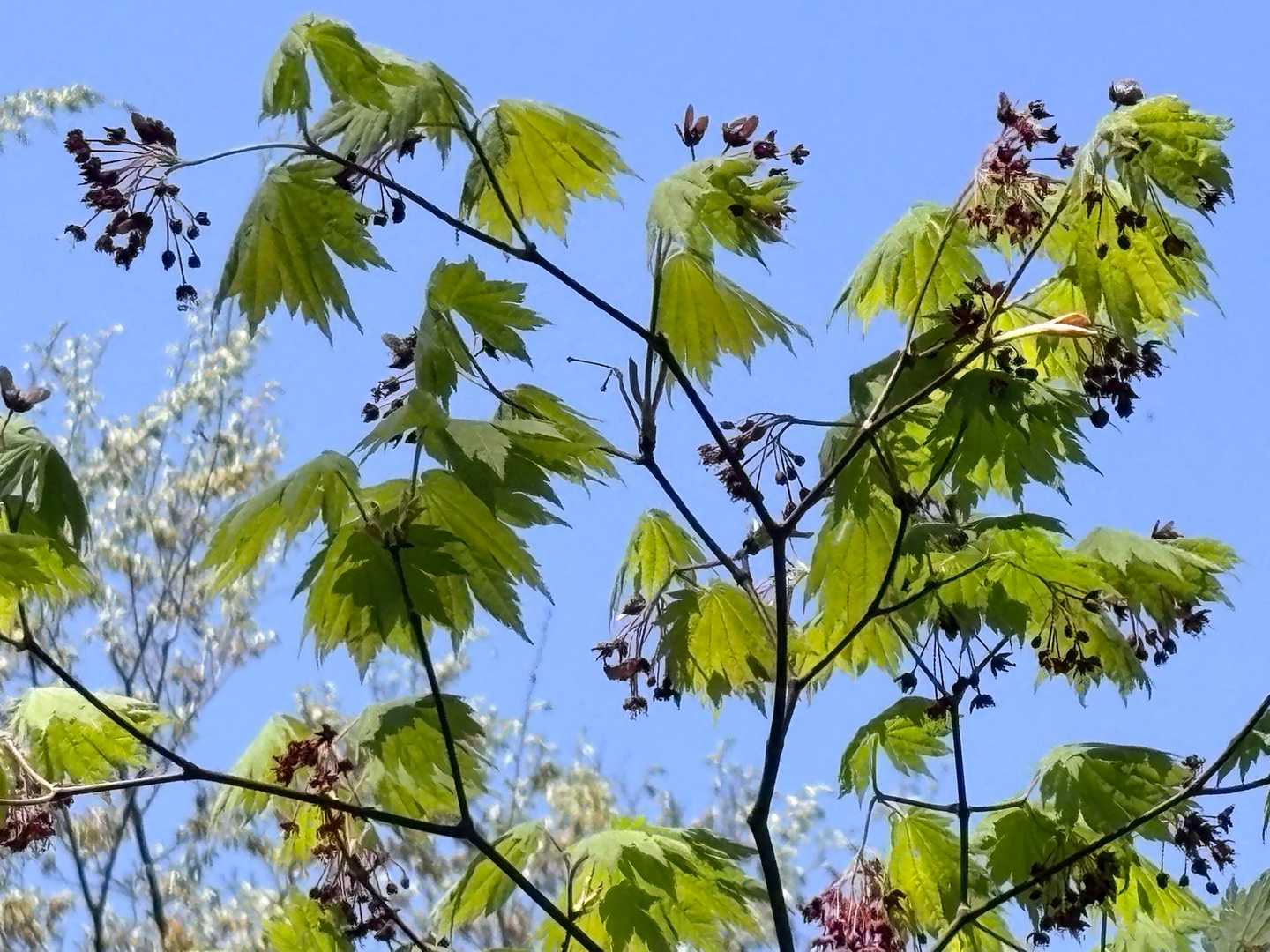 下りの途中
ハウチワカエデにやっと少し近づけた
