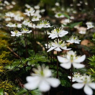 近年で一番咲いてるんじゃないかな？