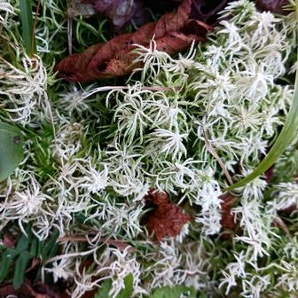 これは？苔かな
