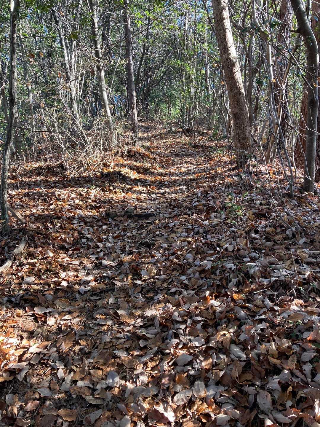 ルクママさん　こんな道かな…
🍁だらけで石やら根っこやら隠れてる💦
危ない‼︎
早く治りますよう🙏