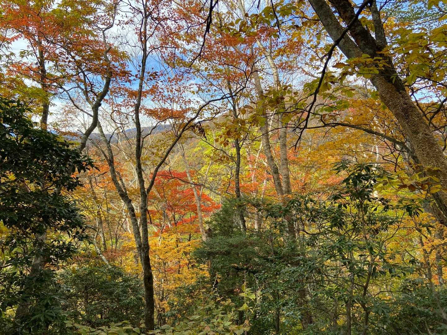 峰谷バス停-鷹ノ巣山-榧ノ木山-倉戸口バス停 縦走コースの写真