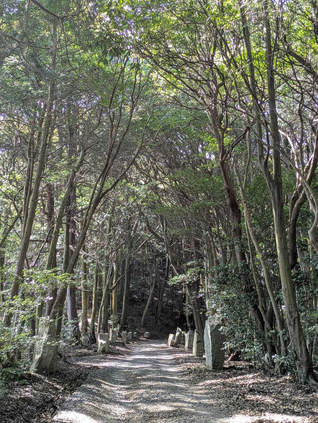 ココからは、お待ちどおさま
ヤマッパー大好きな登山（風）な山道へ