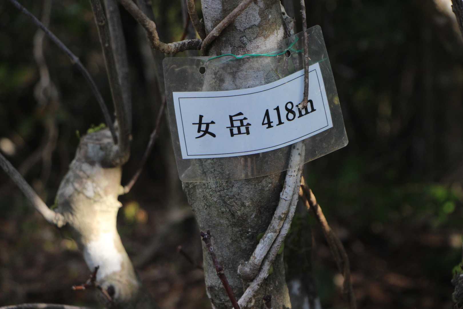 振り向いたら女岳