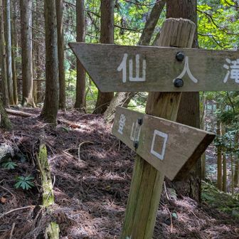 これからがなが〜い本格的登山道