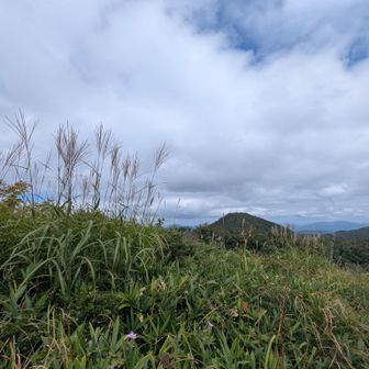 ススキと立烏帽子山さん