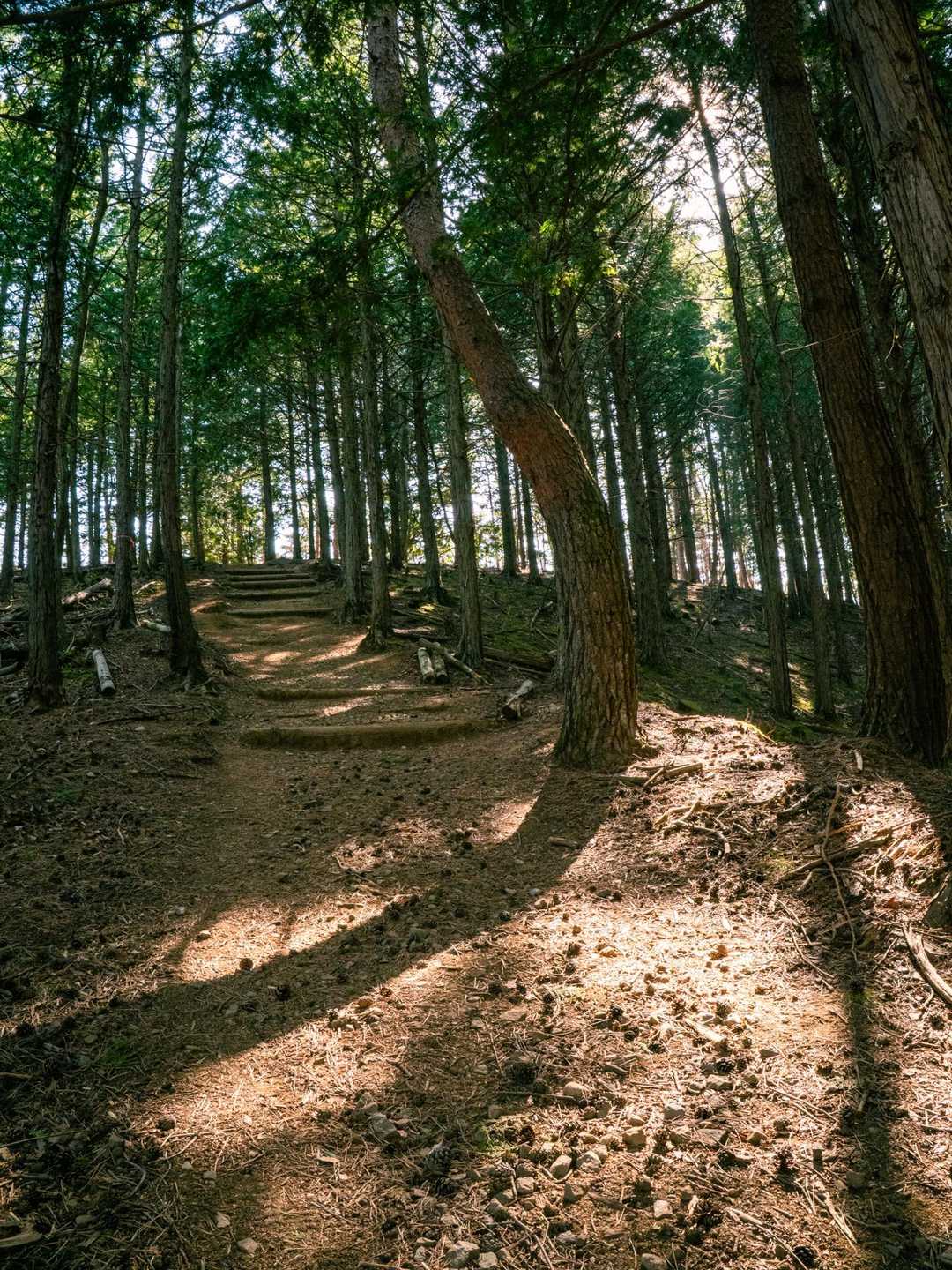 小倉山-上条山-上条峠 周回コースの写真