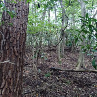 この辺が丸山山頂です。