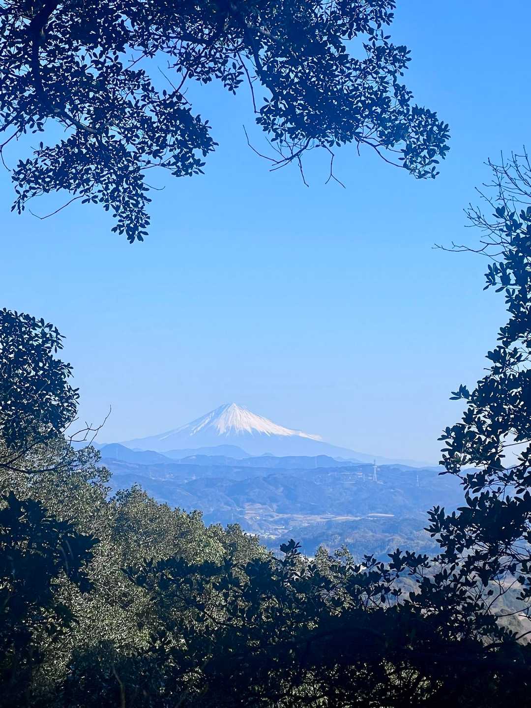木の間からの🗻✨