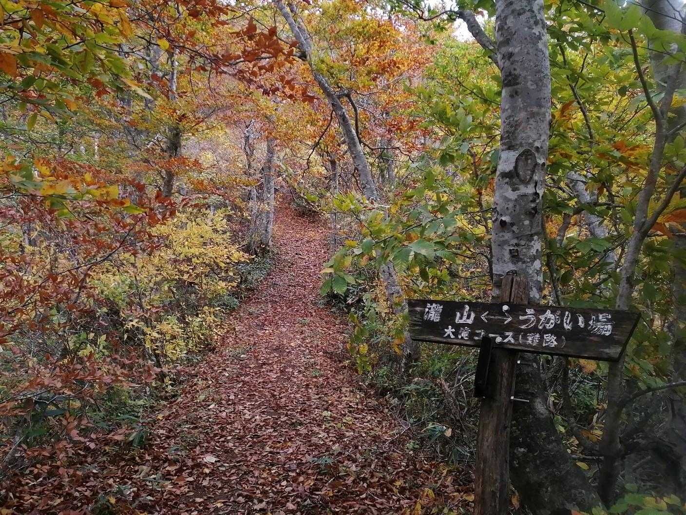 分岐に到着。

紅葉と落ち葉、そして緑も残るいい時期です。
落ち葉が深い道は油断出来ませんが。