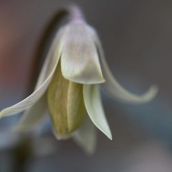 蕾の中は黄色なのですね。
あなたもすてき✨
また見に来ますね😊