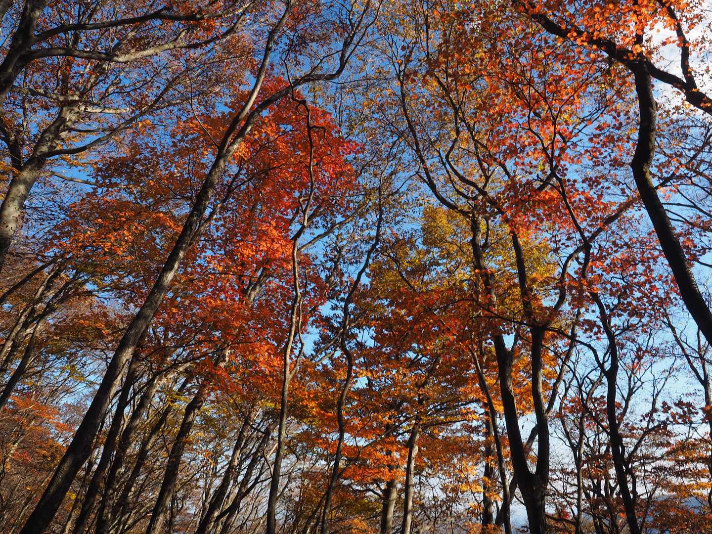 こちらの道も紅葉が綺麗
