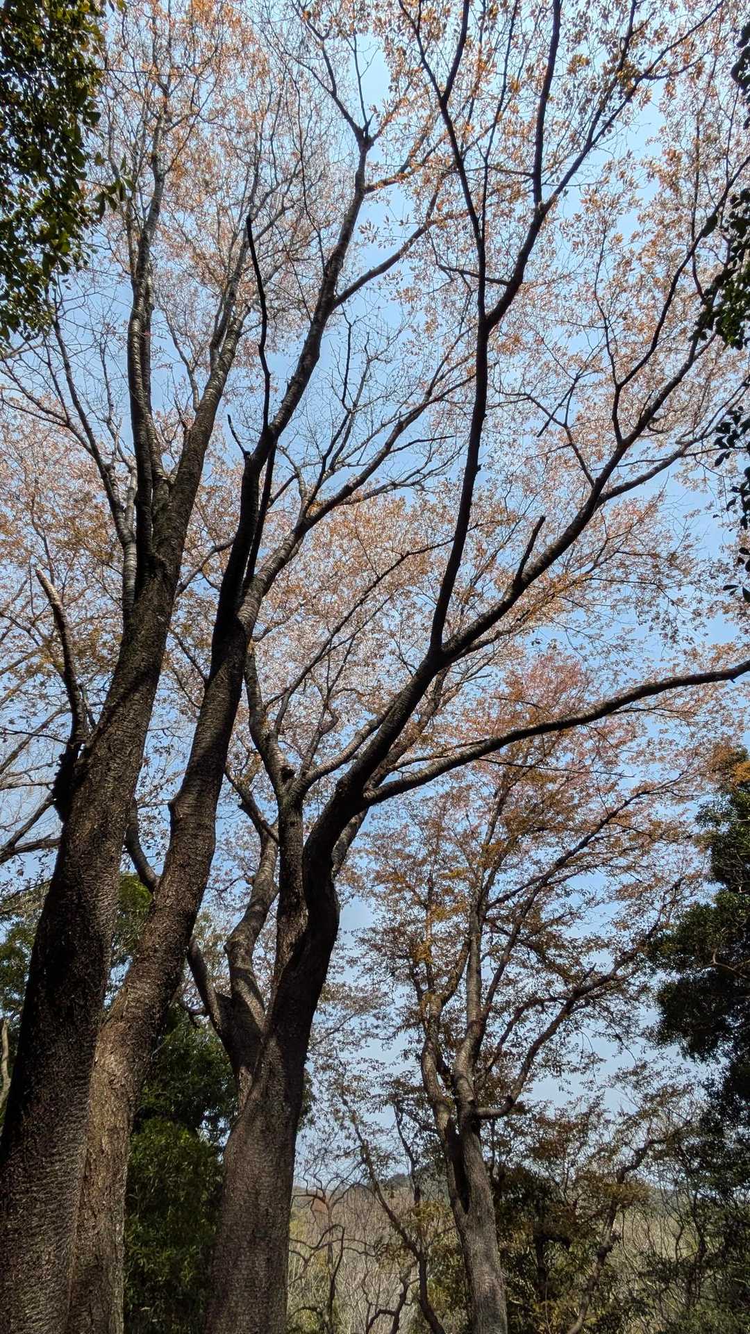 山桜💕