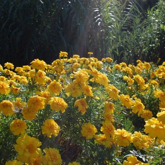 黄色の薔薇の一種かな🌼