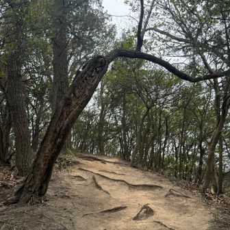 この🌳すごい！この状態でも新芽を出し生きてた！カッコいい生き様だ⭐︎