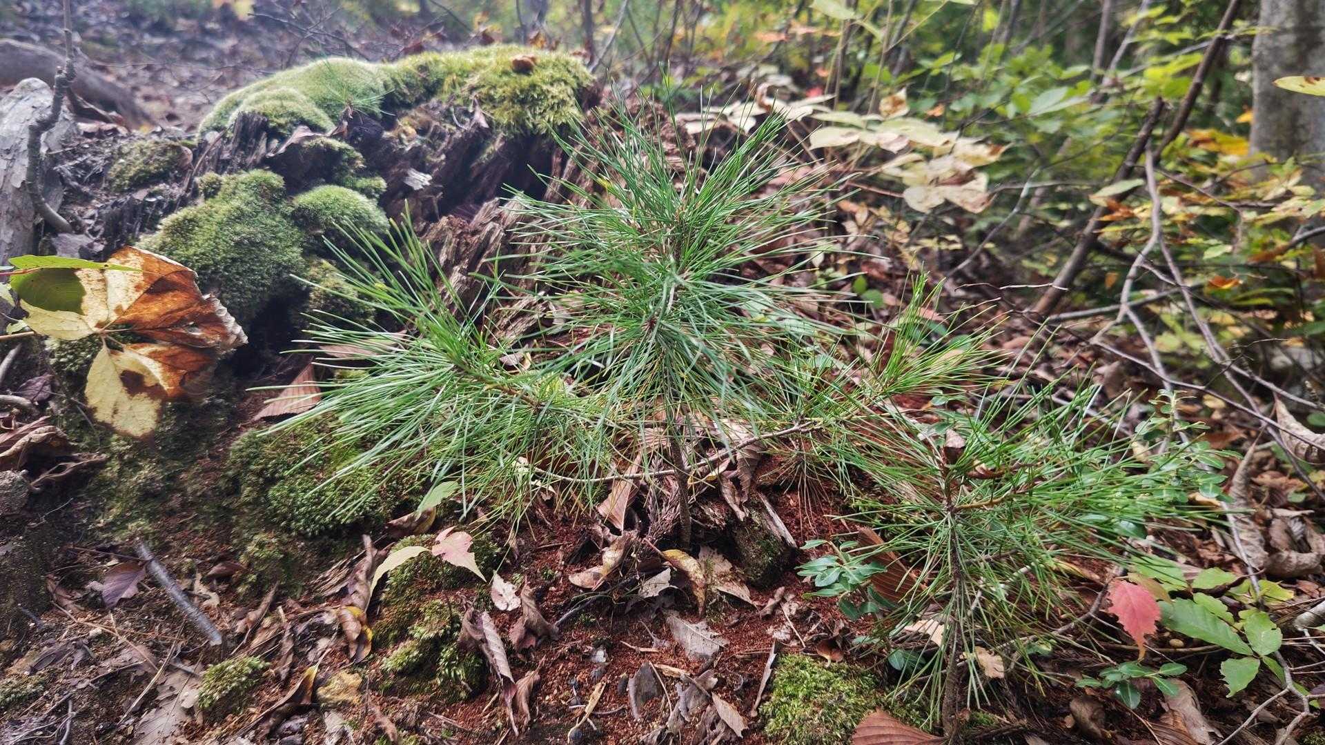 千歳山の松😊
植樹の松と似てる😁
すくすく成長して松茸のお山になんないかな???
無理か🤔