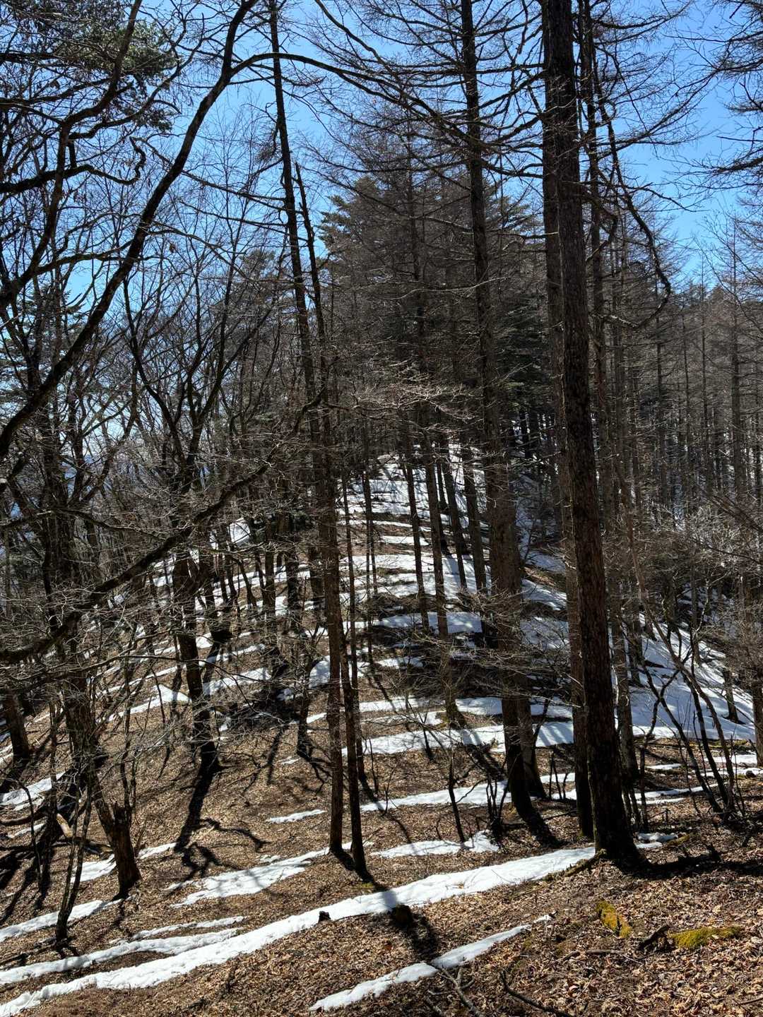 残雪ゼブラ🦓