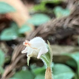一輪だけ…😓
終わり？　これから開く？