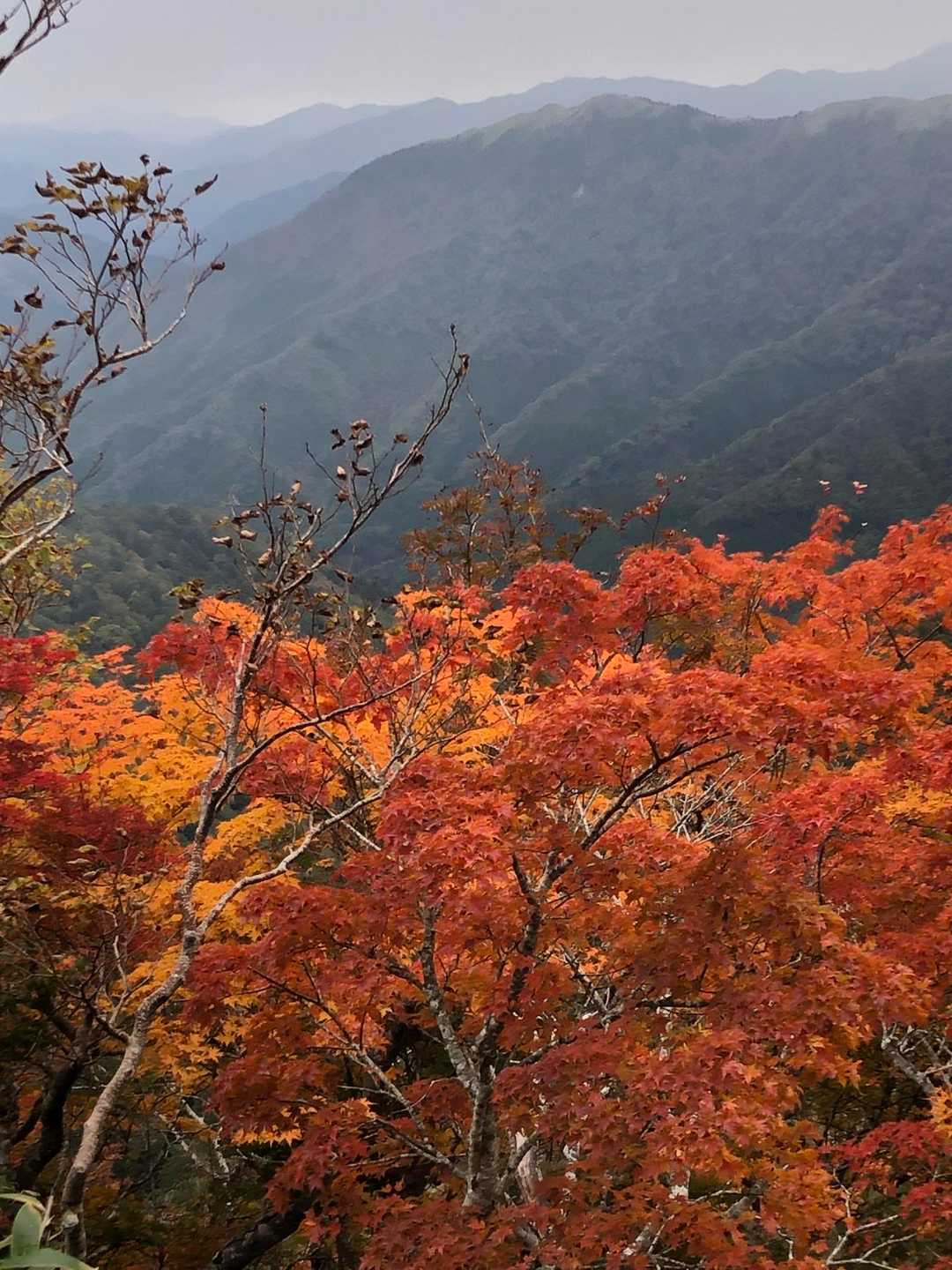 見ノ越バス停-見ノ越-西島神社-剣山登山リフト西島駅-一ノ 周回コースの写真