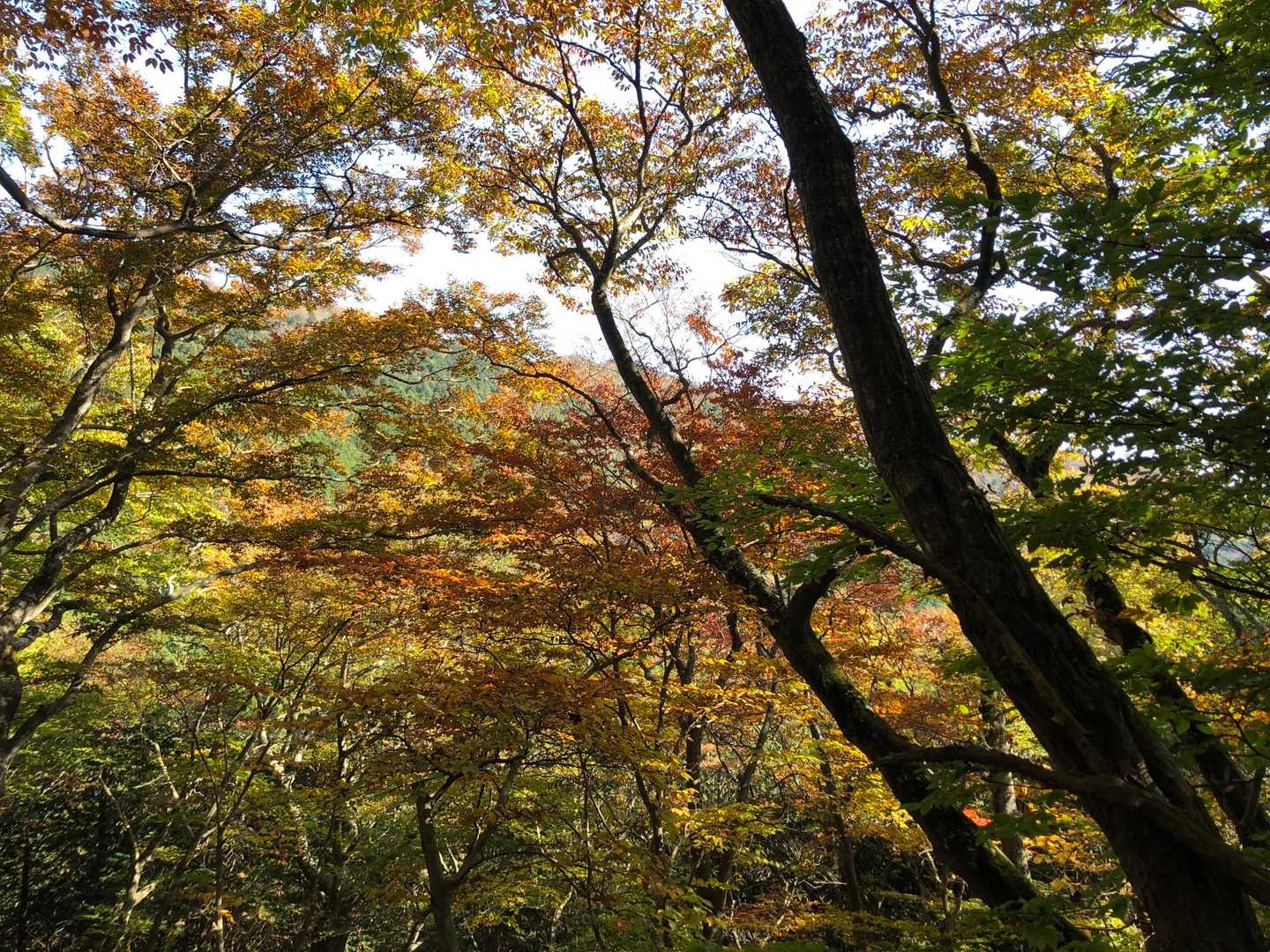 日輪寺入口-旧参道入口-八溝山-日輪寺 周回コースの写真