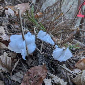 植物では無いらしい。期間限定の自然現象。霜柱の花氷という（山と渓谷オンラインより）