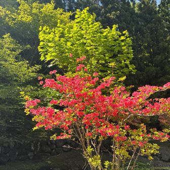 今日はツツジに癒されました😙