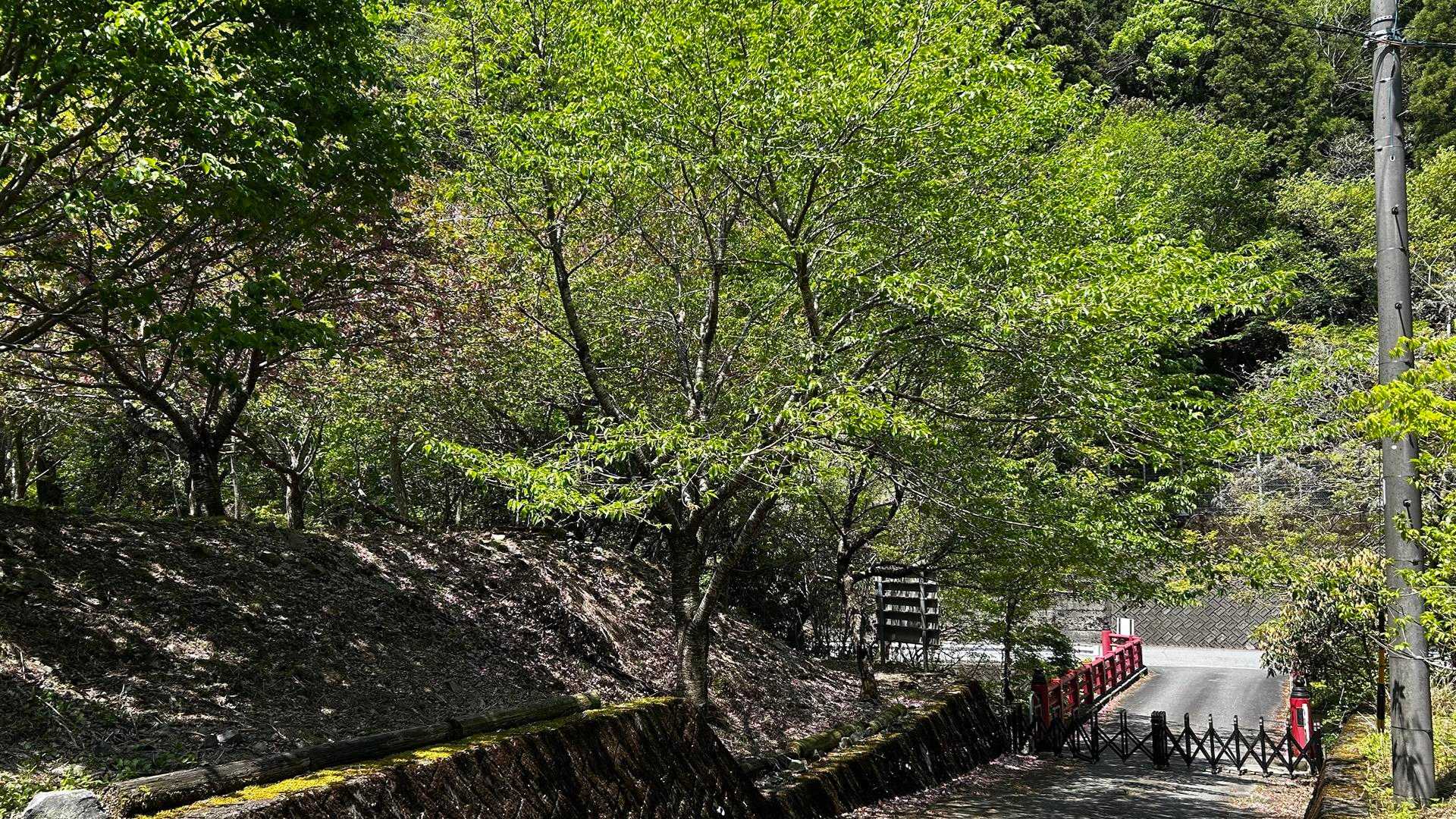 無事下りてきました😊🌸
今回も花いっぱいの山歩き、満足、満足🌸
橋の向こうの🅿️🈵でした。