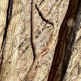 この木の影が♡に見えるのだそう😲