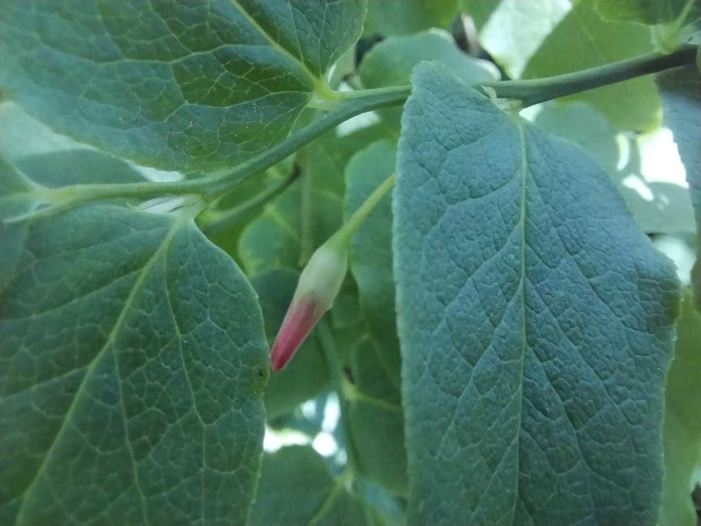 花が咲くのが待ち遠しい