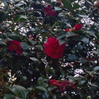 まだまだ花芽があり長くさいてます