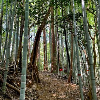竹林
