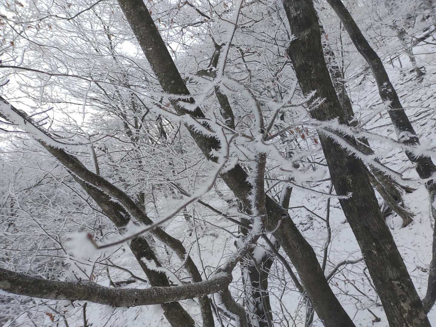 こんな低い場所でも霧氷🧊