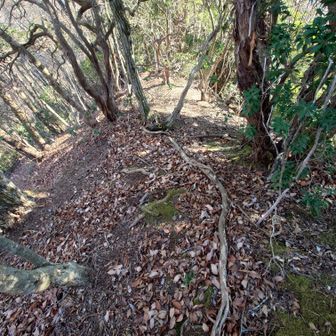 山頂からの下り坂の様子