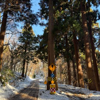函館山の切れない木
…車で走るとき結構怖いんだよね、これ