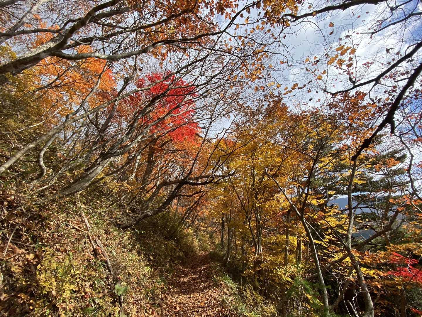 この辺りはまだ葉が残っている🍁