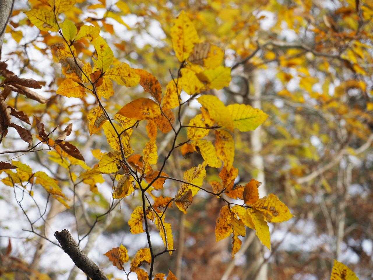 晩秋🍁