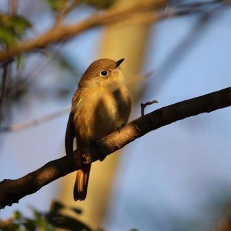 朝日を浴びるジョウビタキ♀