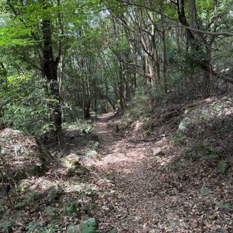 歩き易い非舗装路をゆるゆるのんびりと下りて行きます🚶💨
その後