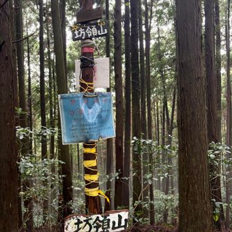 坊領山⛰️登頂。
眺望はないです。メマトイや藪蚊、アブが襲いかかって来ます🪰🦟🐝
虫除けネット、虫除けスプレーで対策しますが、気休め程度ですね😅