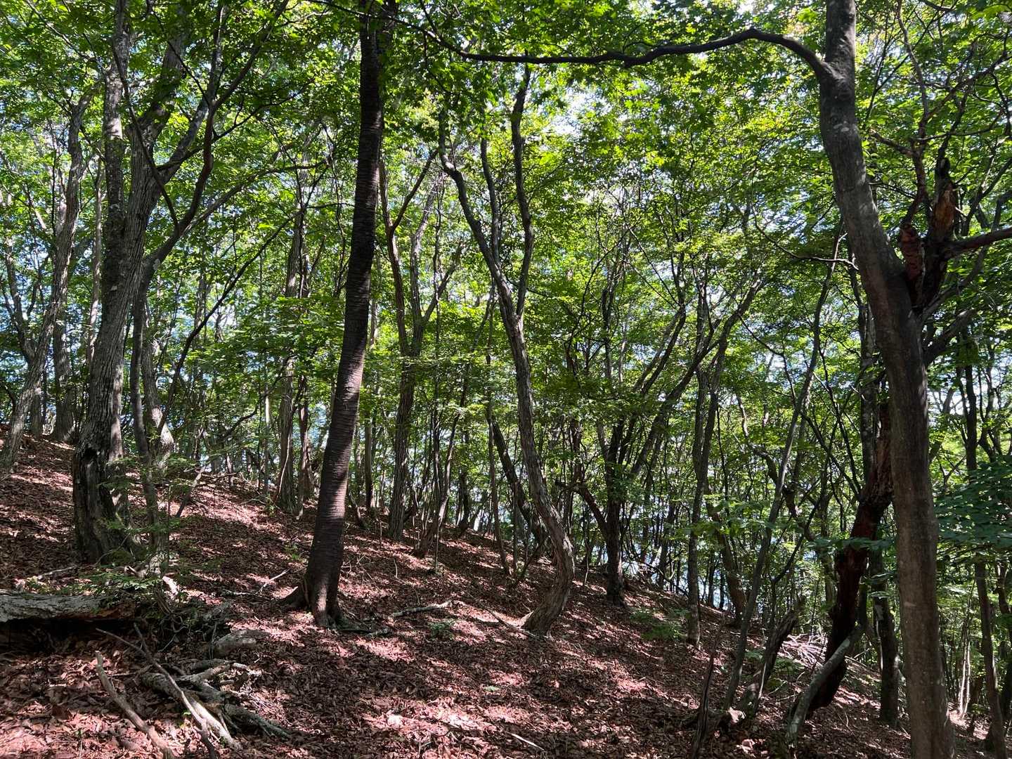 樹林帯でこもれびキラキラ✨