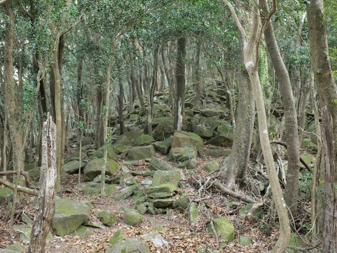 稜線へ上がると歩きにくくなった。