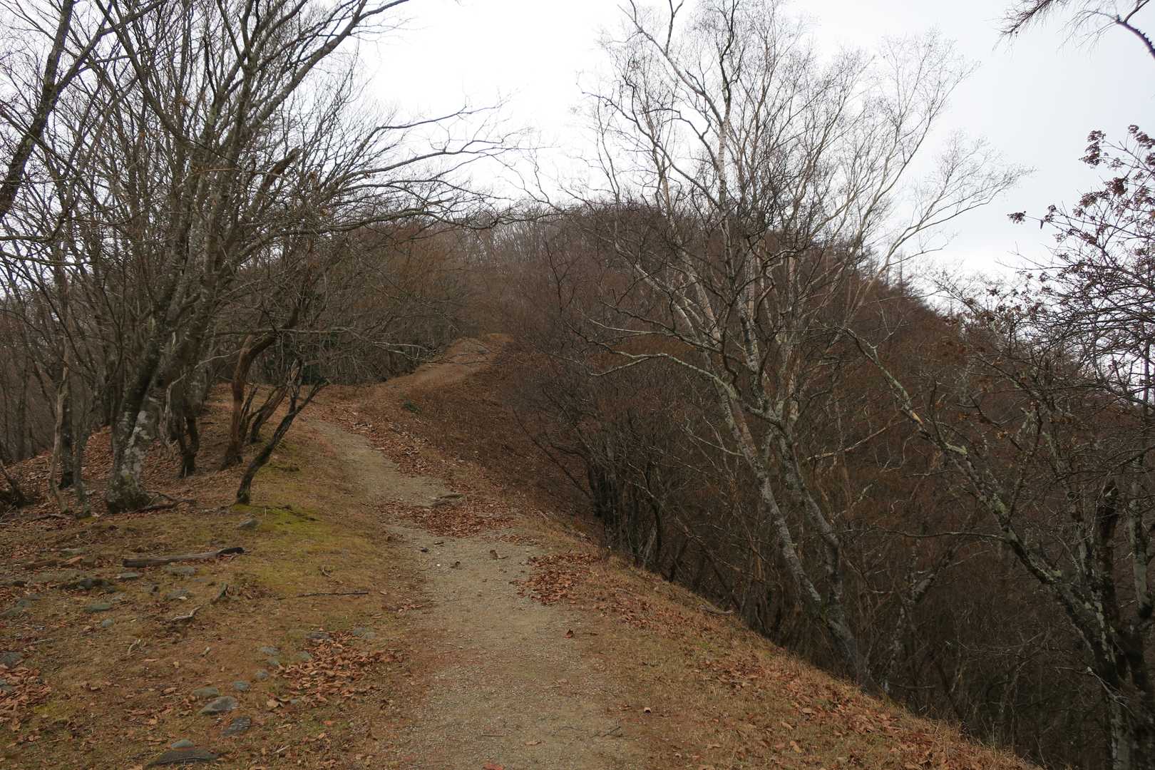 奥多摩駅〜鳩ノ巣駅｜本仁田山・鋸尾根・川苔山縦走コースの写真