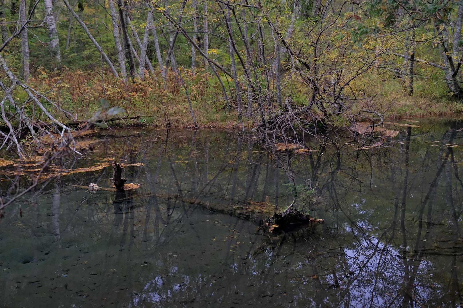 ここの池もすき